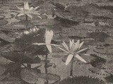 Japanese Garden Water Lily Study