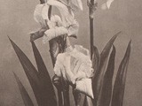 Iris Germanica 